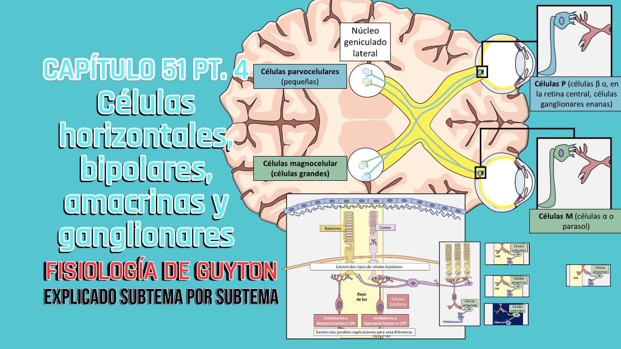CAP 51 4/4: Células horizontales, bipolares, amacrinas y ganglionares l Fisiología de Guyton