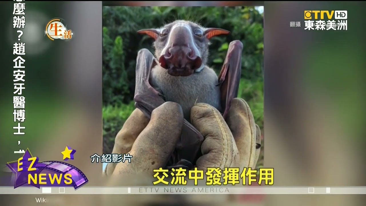 像狗的小精靈真的存在 錘頭果蝠 長相奇特引注意