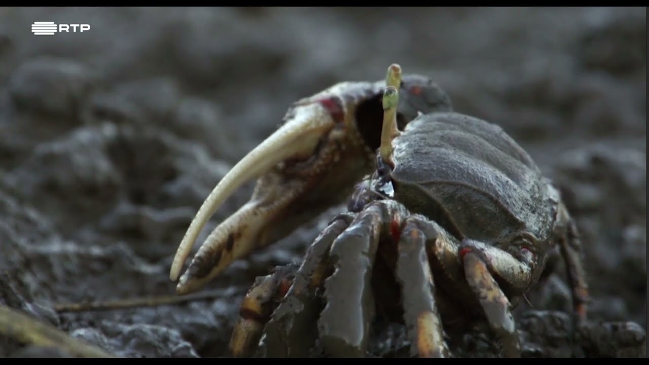 DOCUMENTÁRIO RTP - A RIA FORMOSA