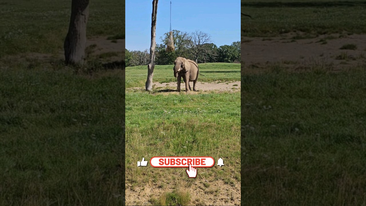 Majestic Elephant!😍 