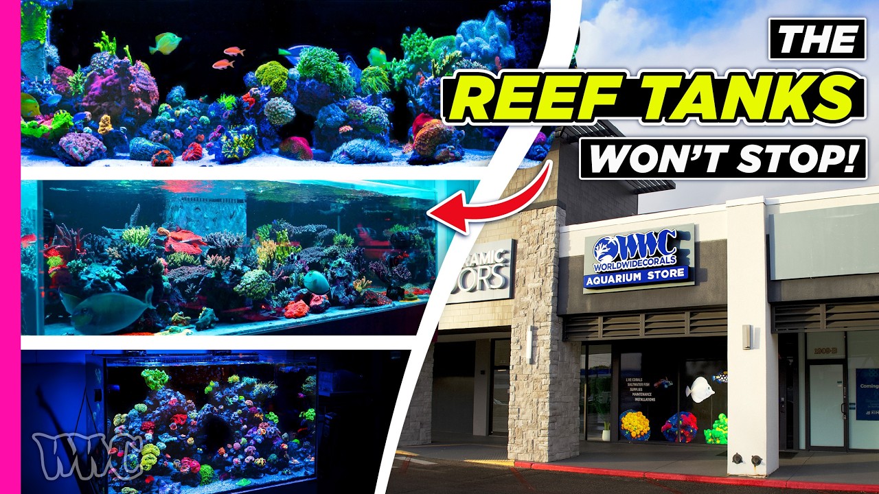 The Ultimate World Wide Corals Reef Tank Tour Continues