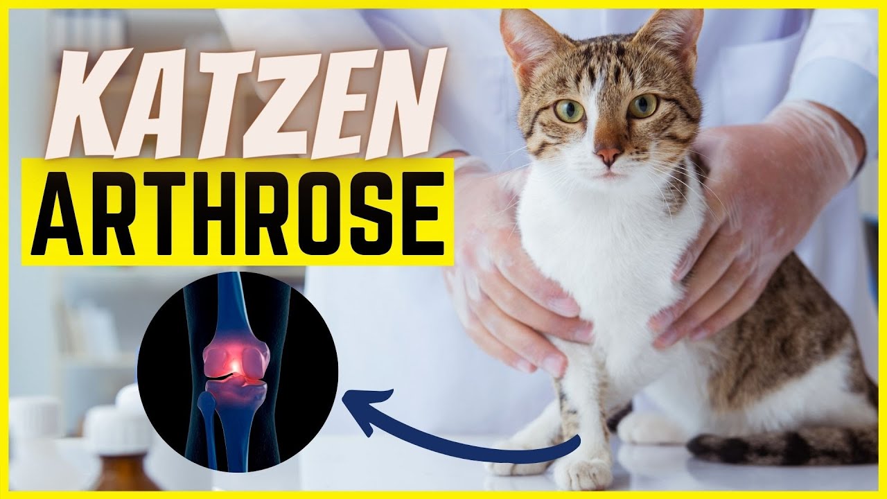 Arthrose bei Katzen – Vorbeugen, Erkennen & Behandeln