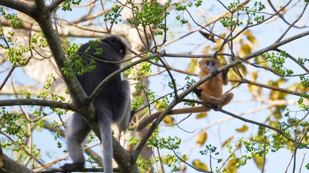 Kaeng Krachan National Park Amazing Wildlife!