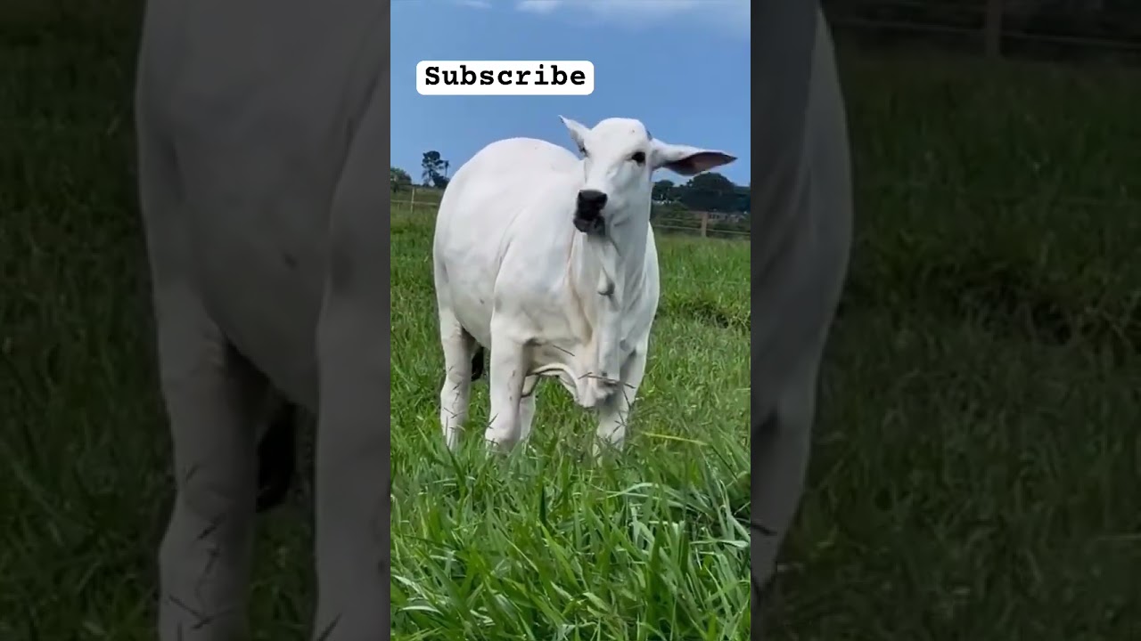 American nelor cow breed in big farm #cow_farming #cattlefarming #viral #brahman #shrots