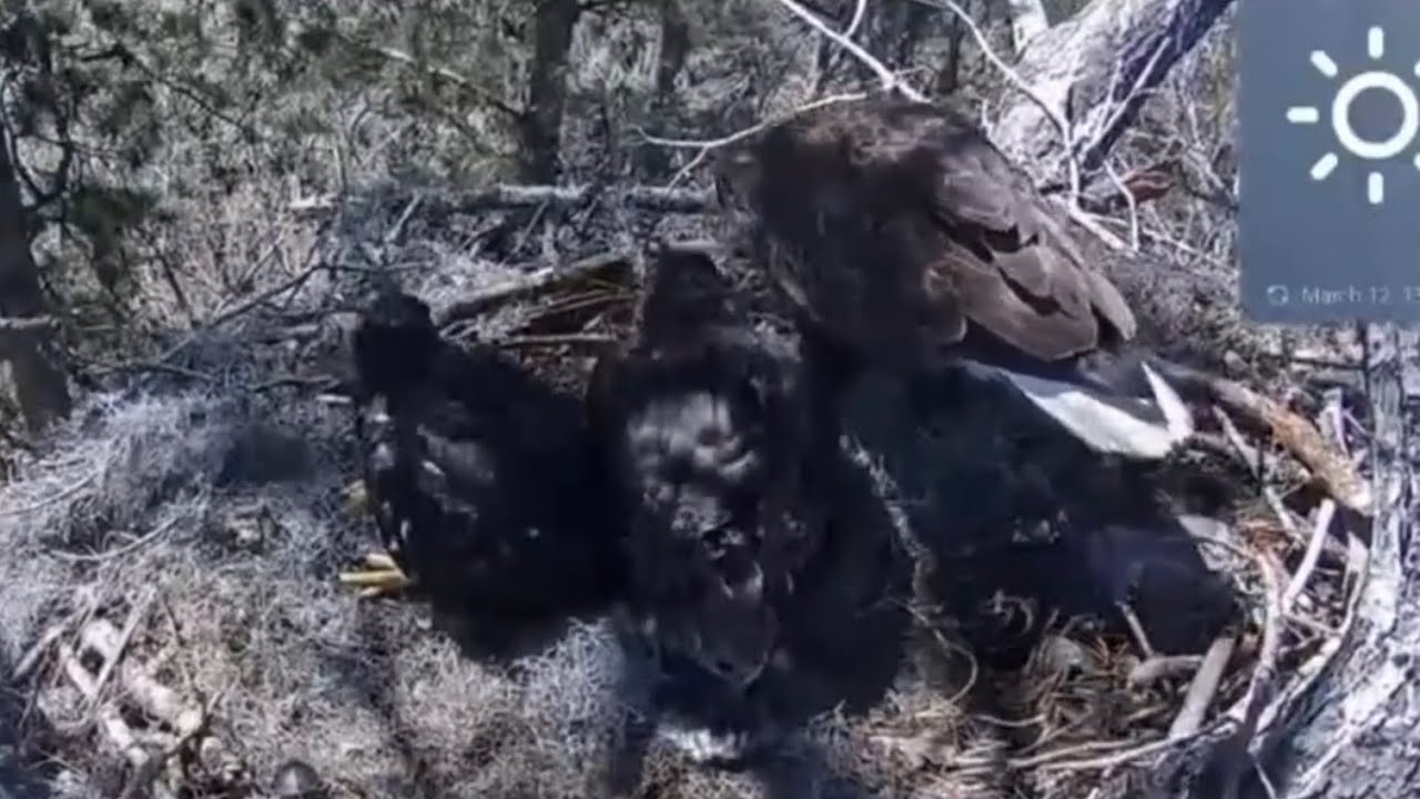 Dad brings lunch fish for eaglets  | Kisatchie National Forest E-1 | Mar 12, 26