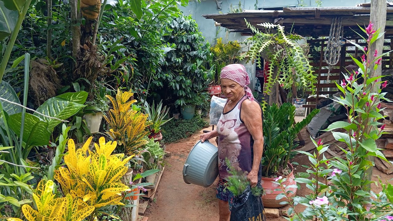 vlog de hoje, mostrando as plantas de dona mocinha 🌺❤️🌹