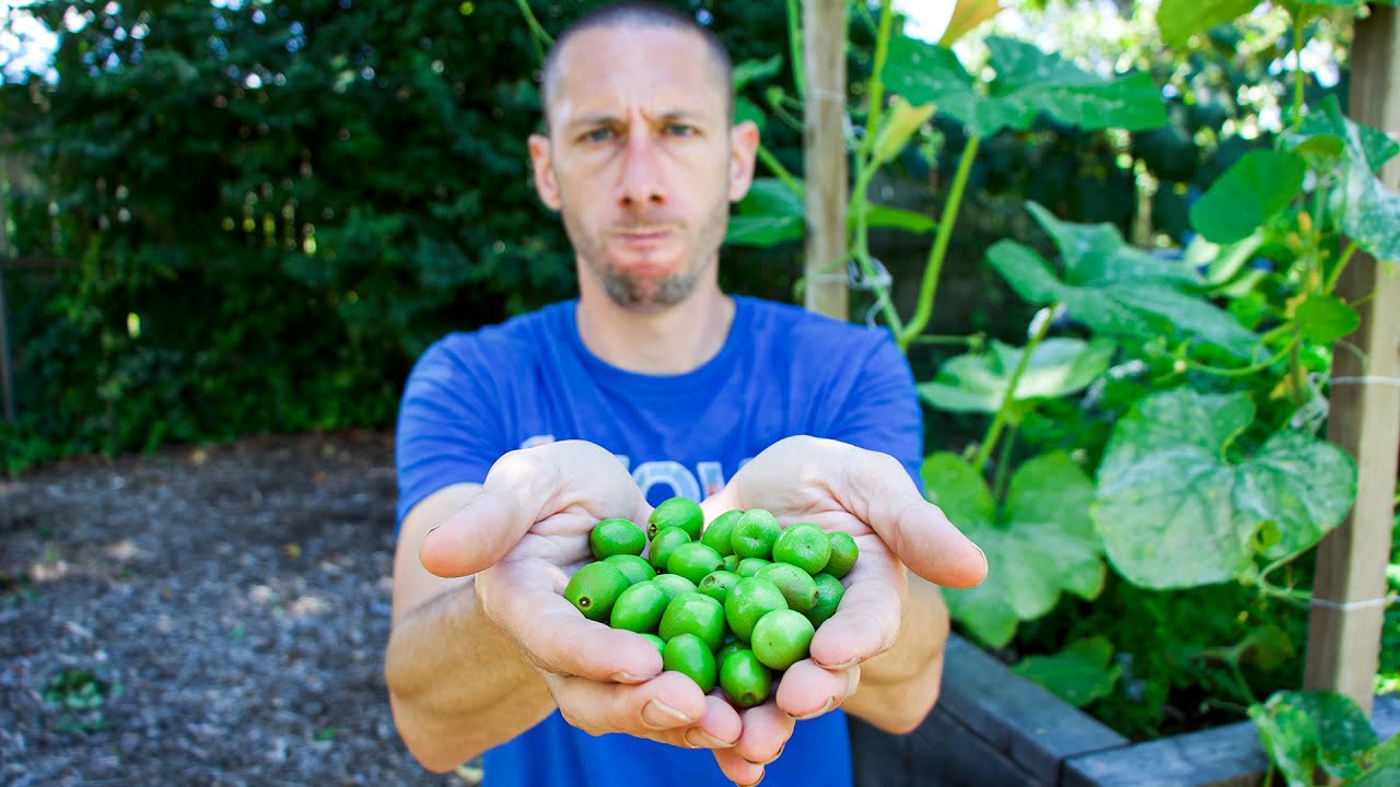 COMPLETE WASTE OF TIME, 5 Crops I Will NEVER Grow Again in my Garden!