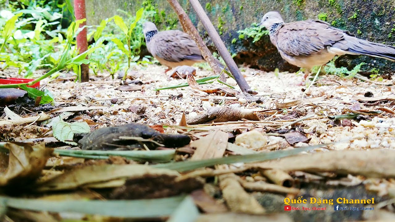 Thả bé cút trống về với tự nhiên