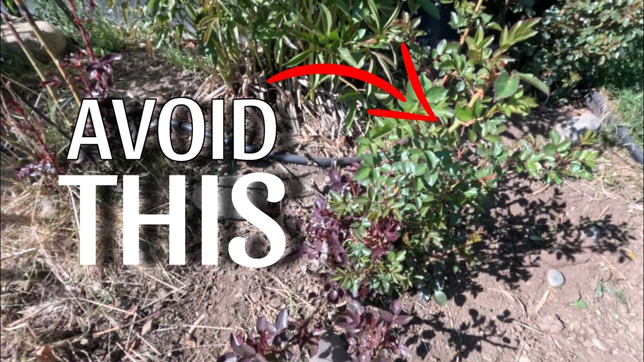 How to Remove Rose Suckers (And Why You Should)