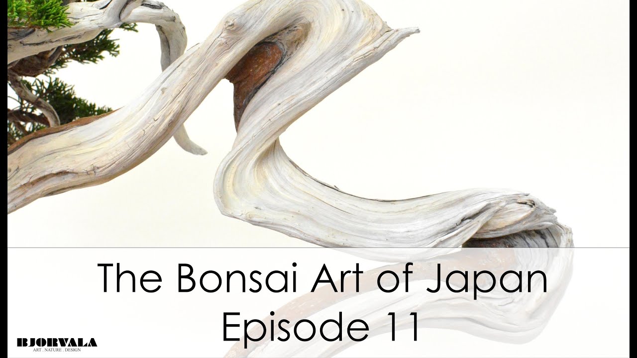 The Bonsai Art of Japan - Episode 11