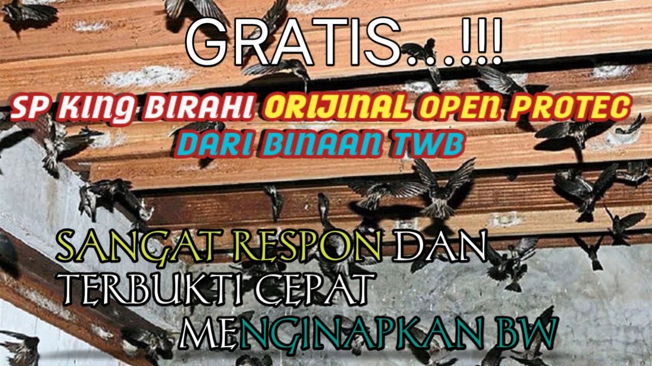 sp king birahi open protec