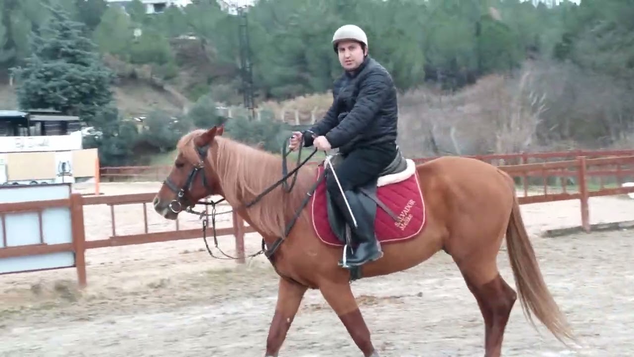 Süvari açık manejde at binme 43