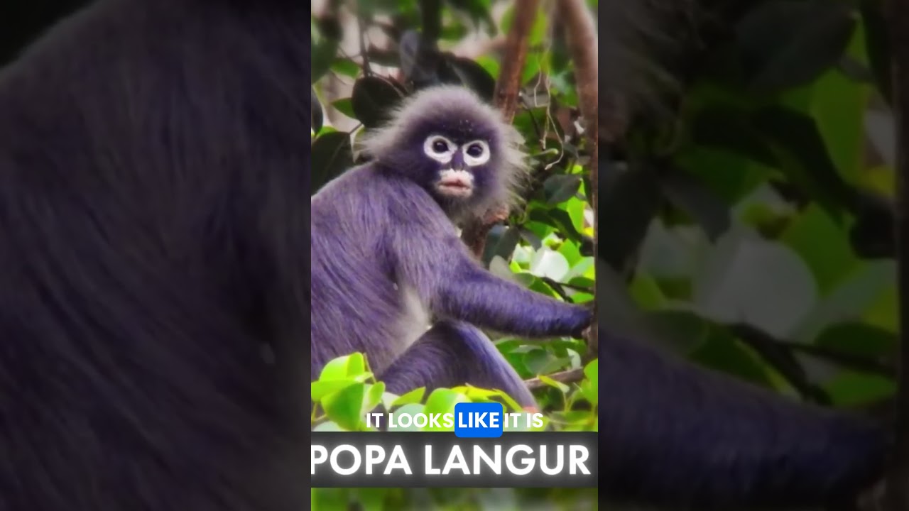 Meet the Monkey with Glasses: 1 Million