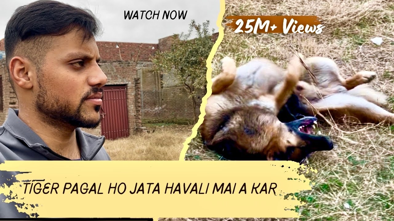 havali Mai ja Kar Tiger pagal ho jata ha / German shepherd pagal hota Han..? #dog #germanshepherd