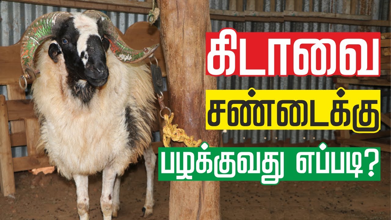 மதுரையை கலக்கும் சண்டை கிடாய் வளர்ப்பு | மதுரை சண்டை  கிடா முட்டு | SANDAI KIDA VALARPU TAMIL