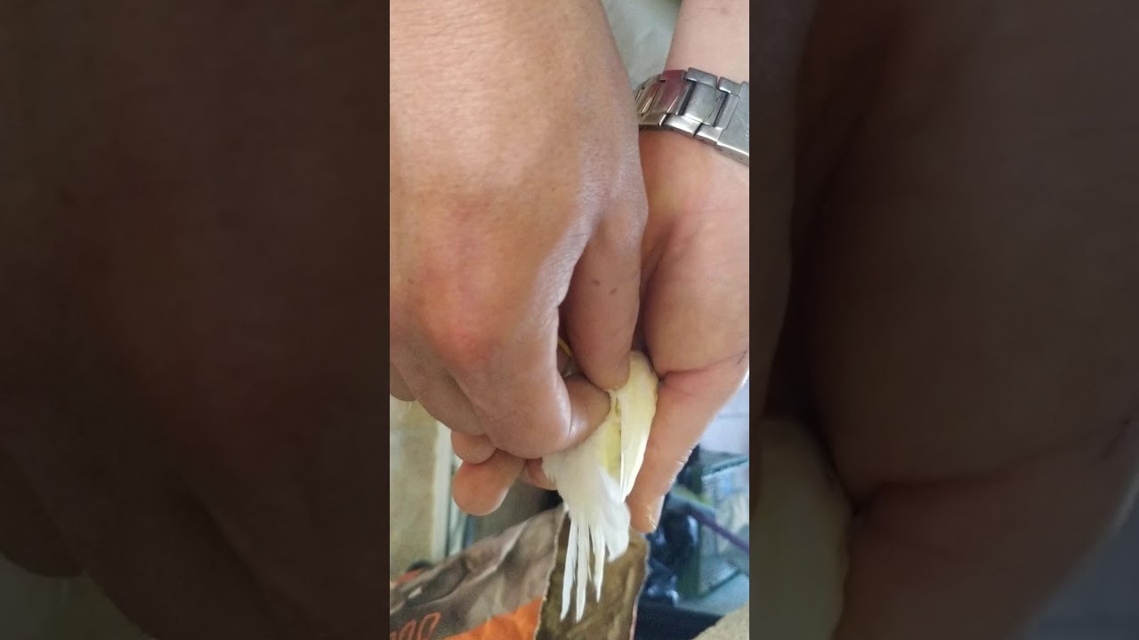 💊CURAR ALAS PARTIDA DE🐦AVES 🍝ARTESANALMENTE
