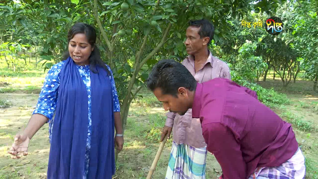 Deepto Krishi/দীপ্ত কৃষি - মাল্টা চাষ/ময়মনসিংহ, পর্ব ২৭৯