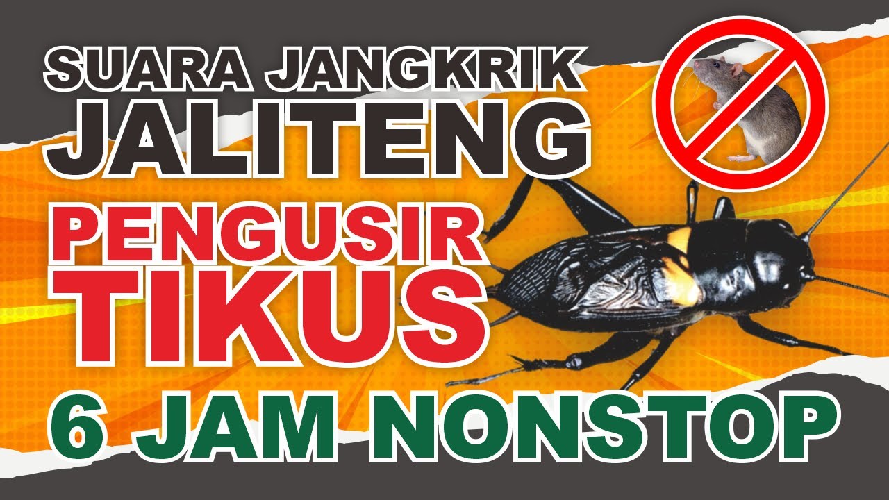 SUARA JANGKRIK JALITENG TERBARU 2024 PENGUSIR TIKUS, DIJAMIN AMPUH DAN TIKUS KABUR❗ 6 JAM NONSTOP❗❗❗