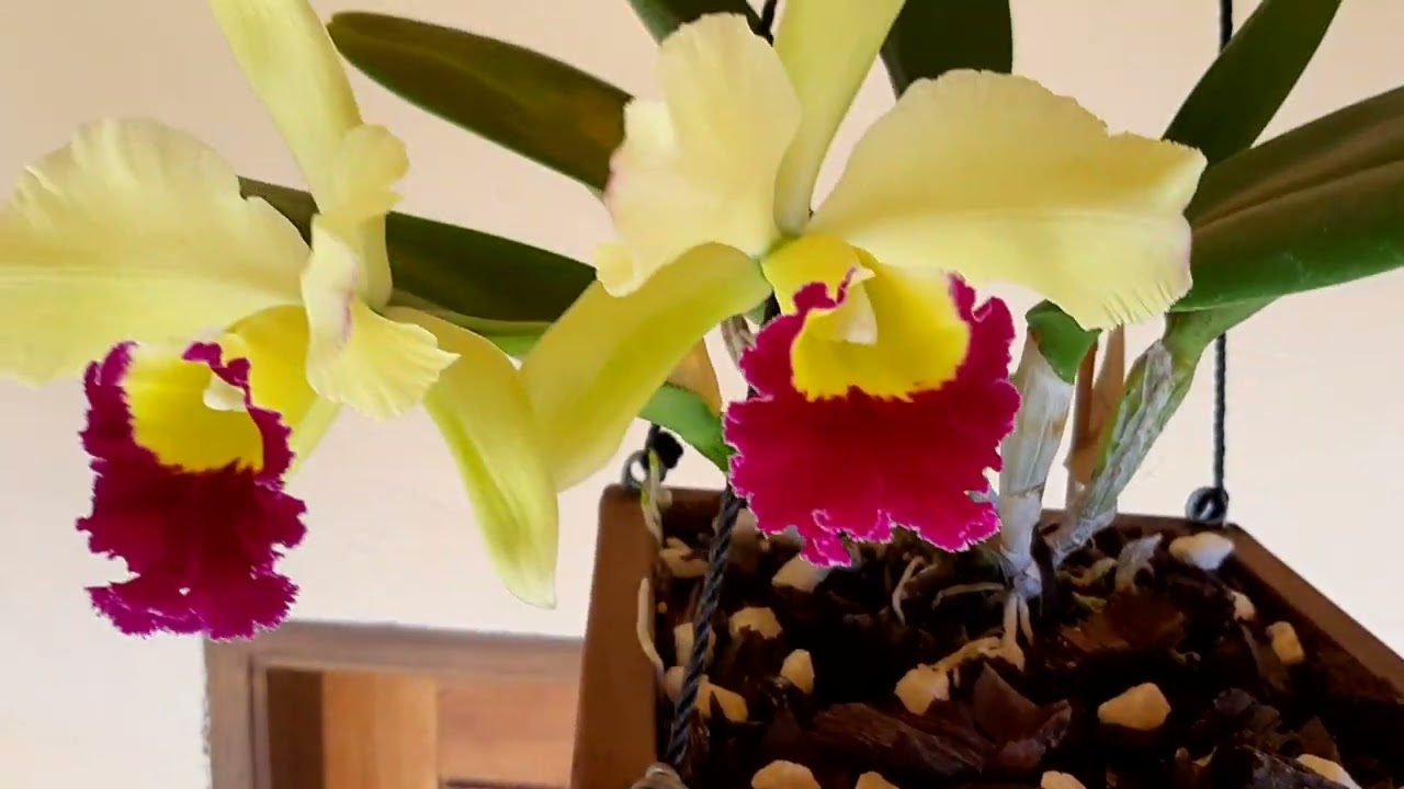 CATTLEYAS EN CESTOS DE MADERA, MENOS DE 1 AÑO EN LOS CESTOS