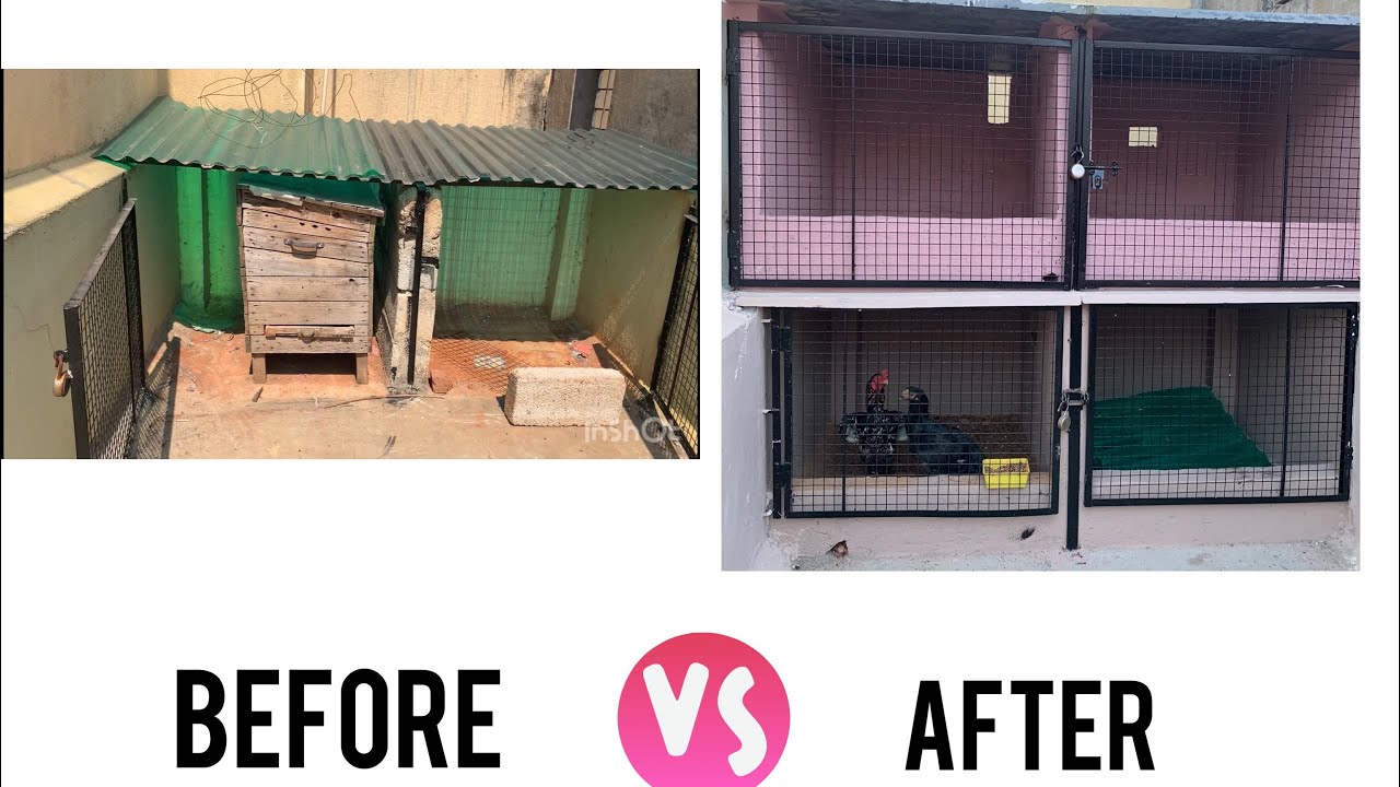 Rooftop Aseel Cage Setup - Detailed Step by Step Procedure#AseelCage#RoofTopAseel#AseelBangalore