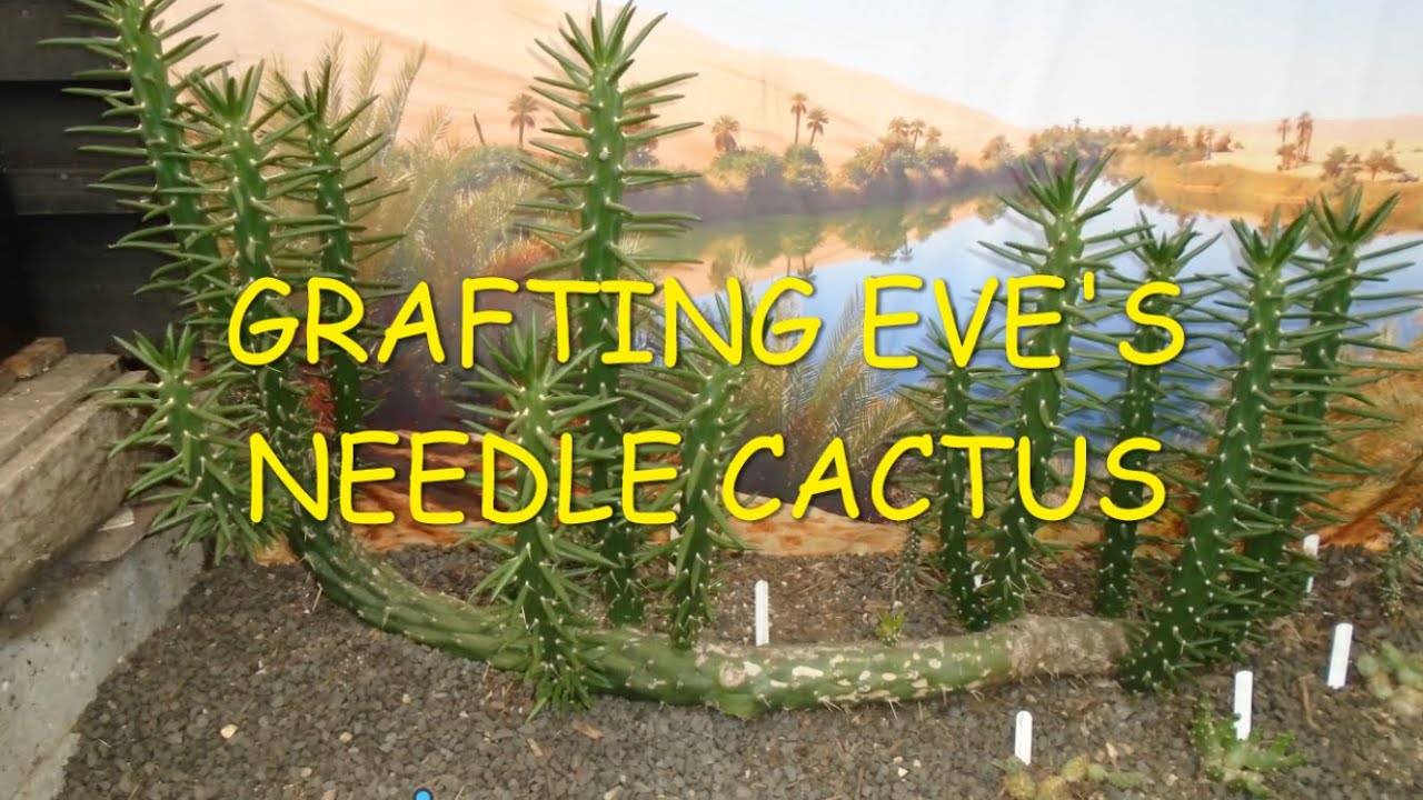 Grafting Eve's Needle Cactus 🌵😬🌵 #grafting #evesneedle