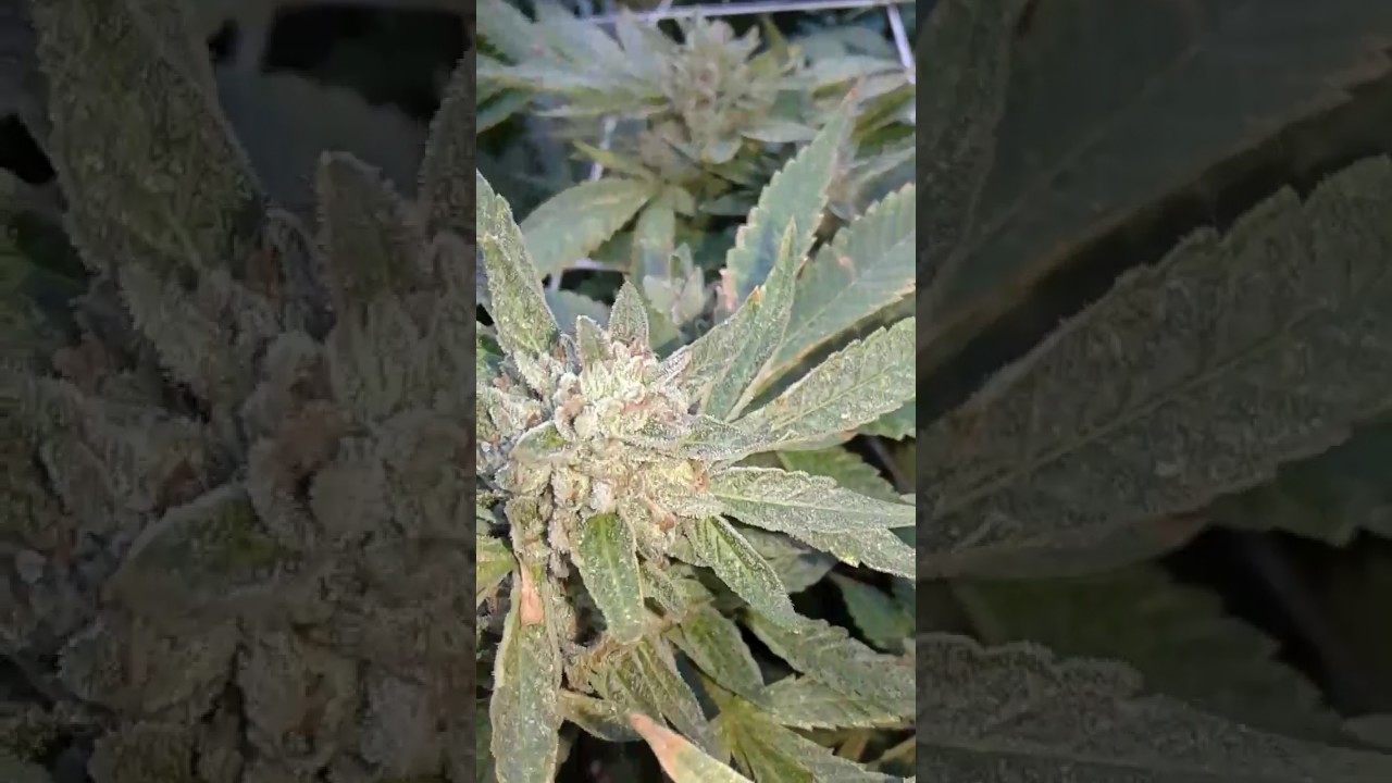 Outdoor marijuana grow