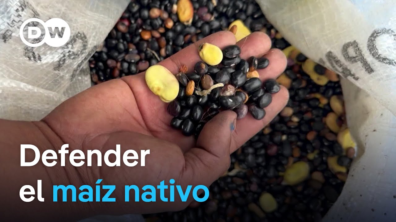 Recuperar un sistema de cultivo mesoamericano: la milpa