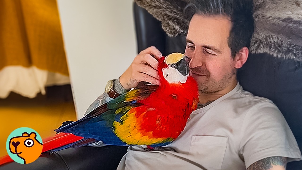 Huge Parrot Falls in Love With This Man | Cuddle Buddies