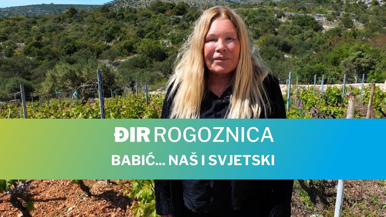Đir Rogoznica - Babić... naš i svjetski