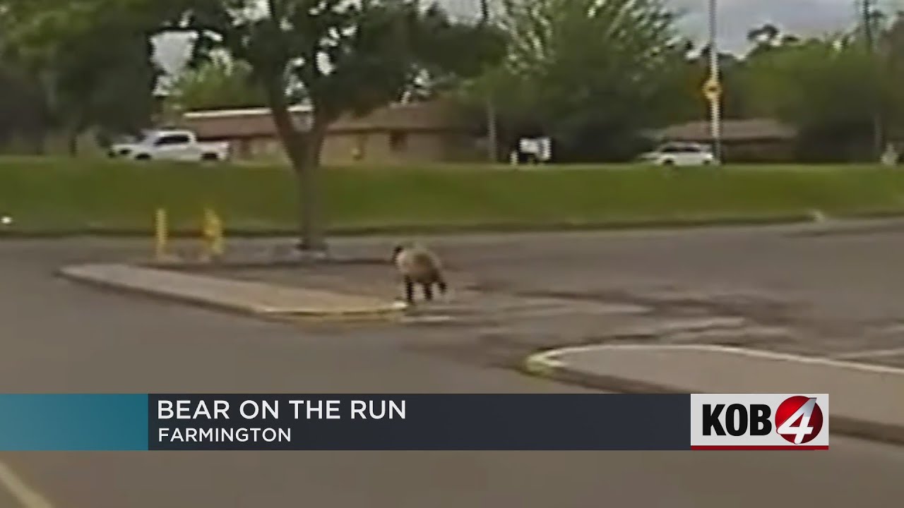 Bear spotted in parking lot of Farmington Walmart