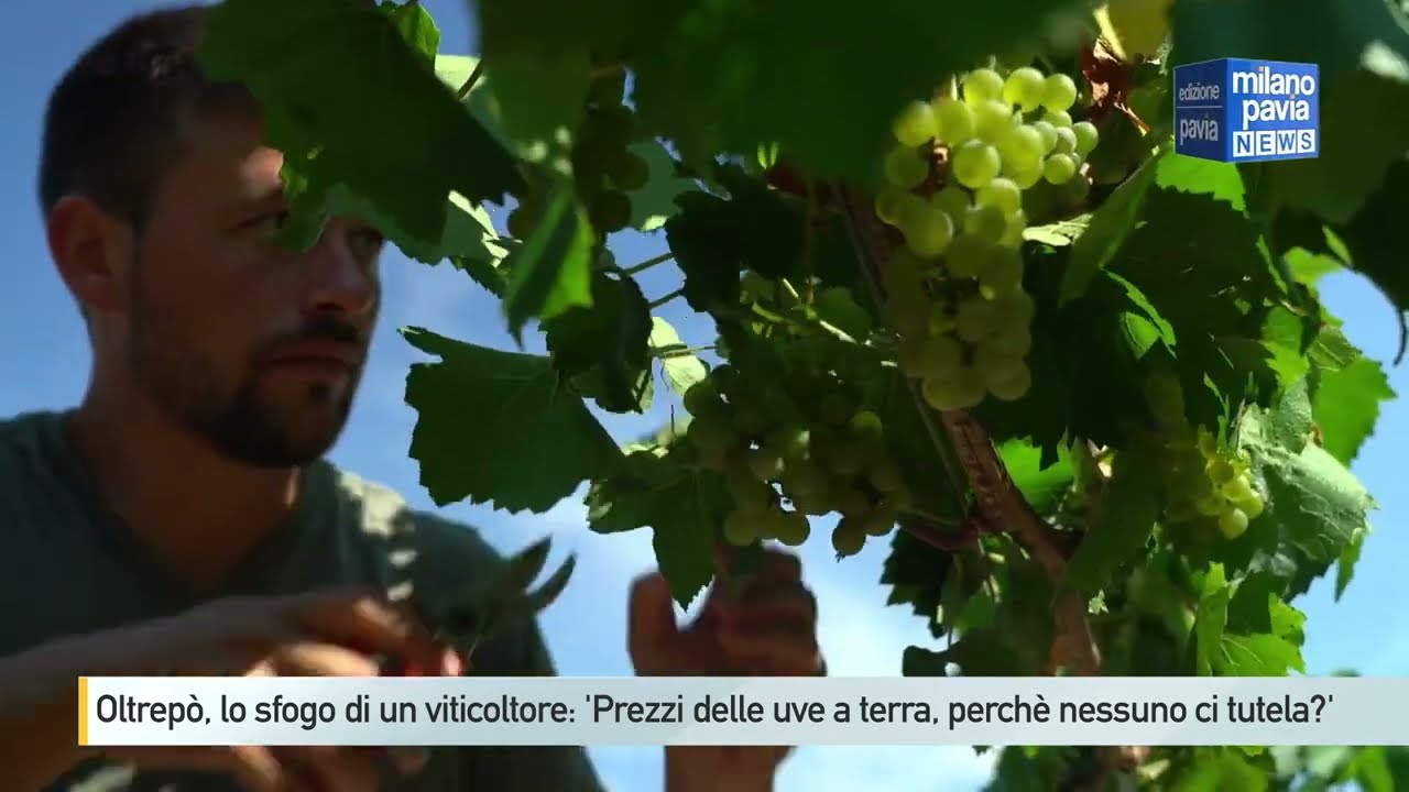 Oltrepò, sfogo (amaro) di un viticoltore: 'Prezzi dell'uva a terra, perché nessuno ci tutela?'