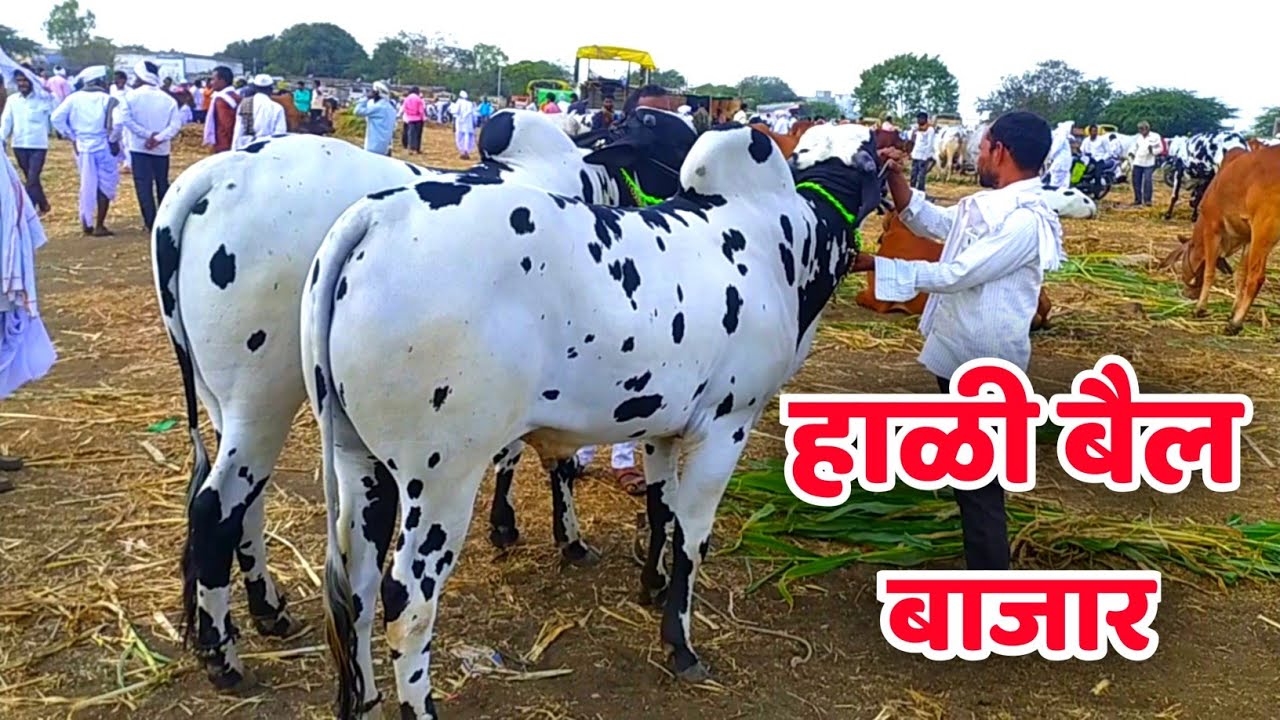Hali bail bazar / हाळी बैल बाजार भाग-2