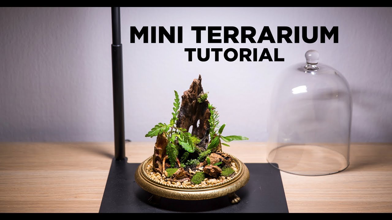 How to make your VERY OWN OASIS - mini terrarium tutorial