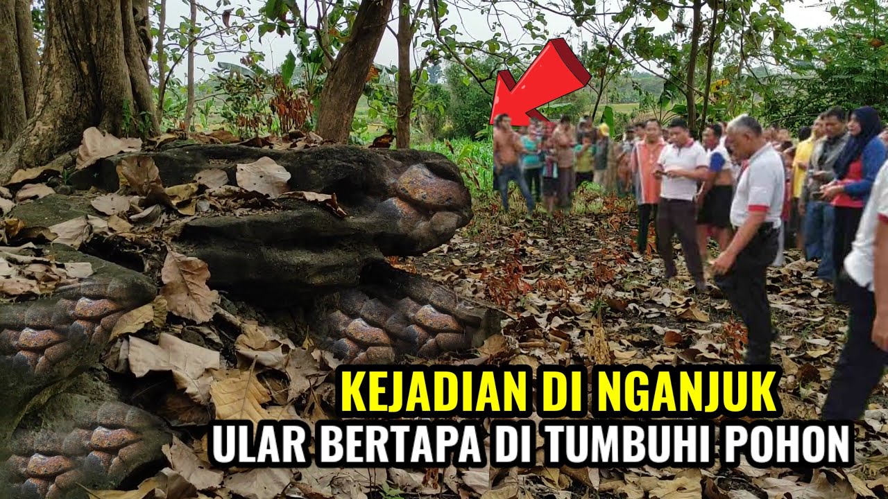kejadian di nganjuk yang lagi viral ULAR BERTAPA DI TUMBUHI POHON AWALNYA DIKIRA BATU