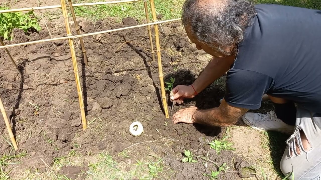 Huerta en casa, como preparar la tierra y las cañas 