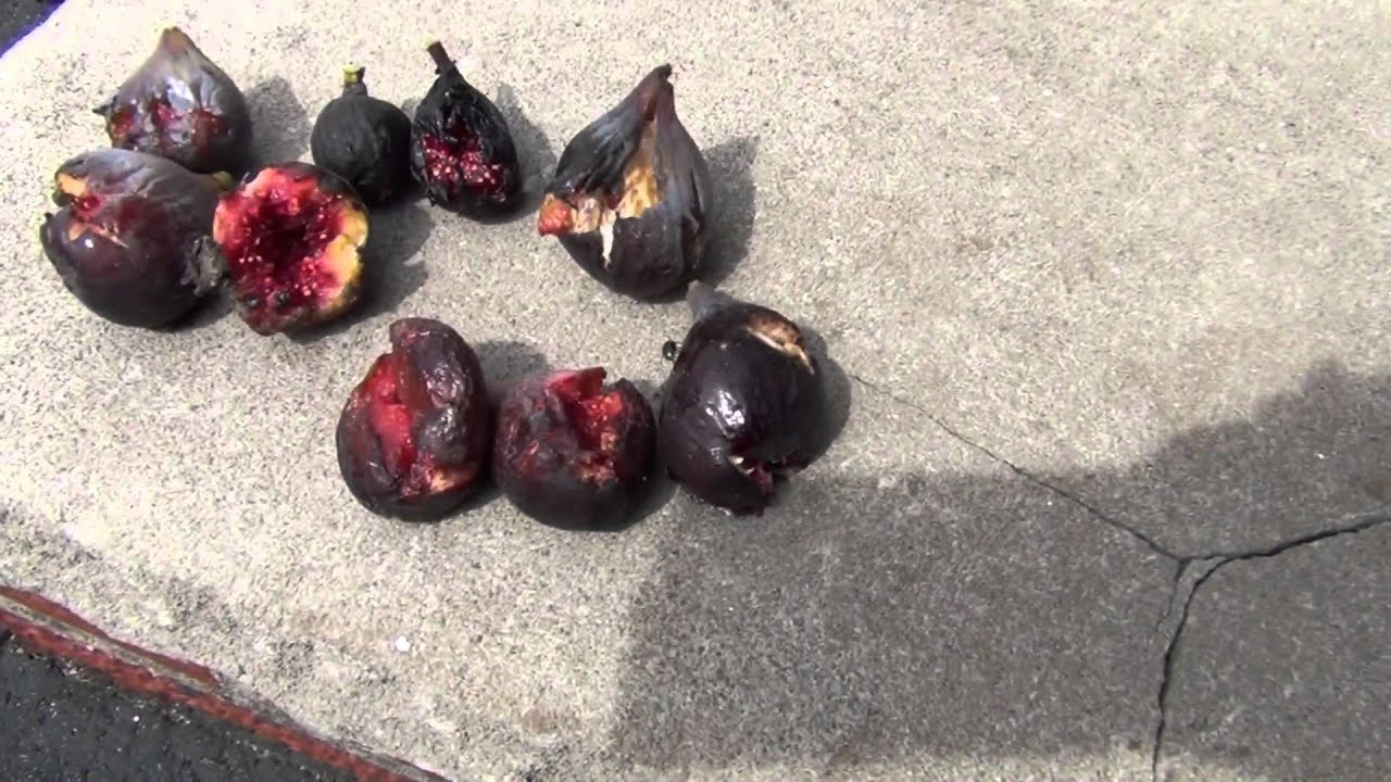 Birds discovered my figs
