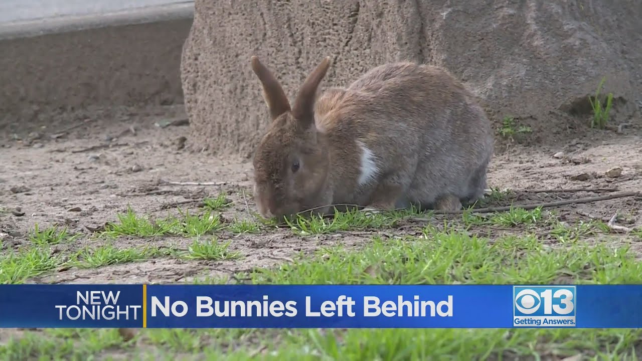 Citrus Heights park overrun by abandoned pet rabbits
