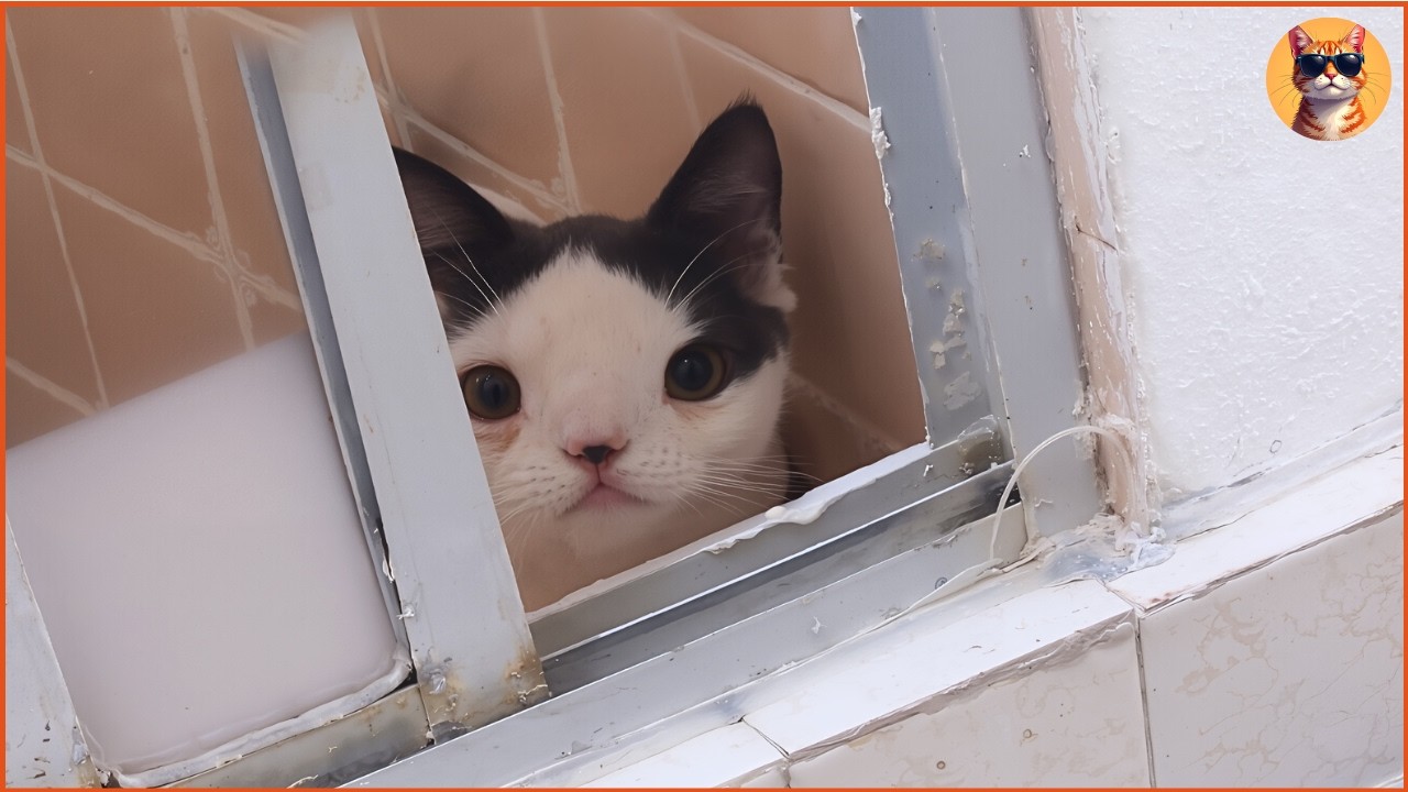 Он взял из приюта кота, который выглядел иначе. Его жизнь изменилась к лучшему в мелочах, но благ...