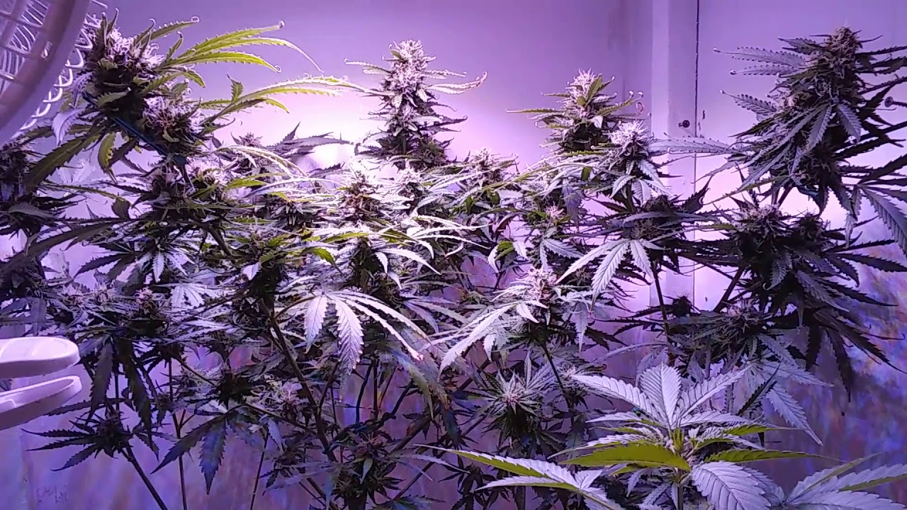 Girl Scout Cookies Auto, Wedding Cake Auto, and Solo