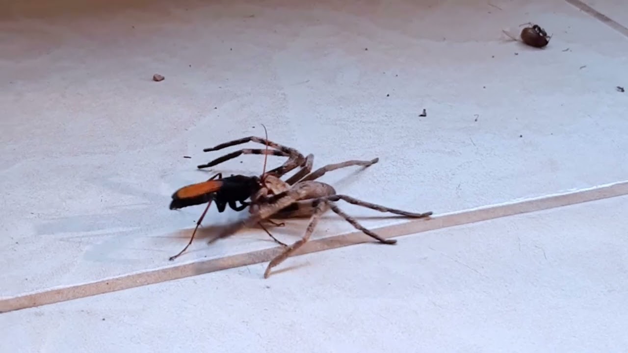 Entomologist Explains: Wasp VS Spider! Epic Battle!