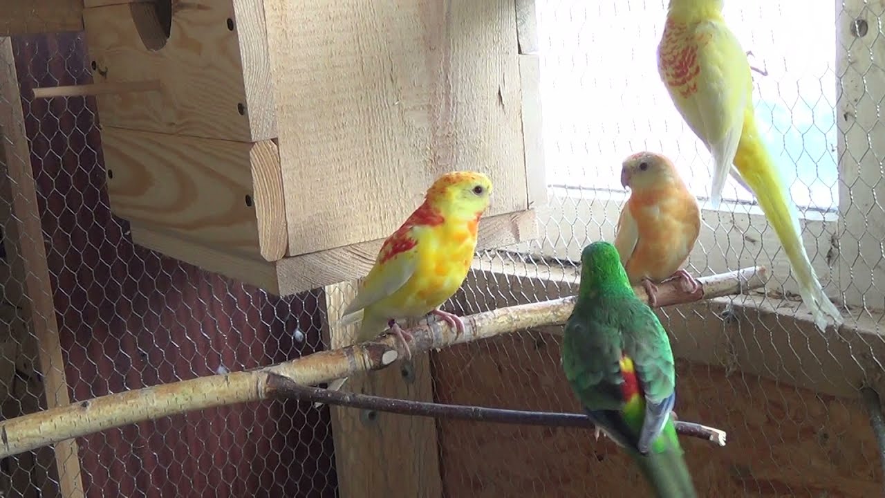 świergotka - co jedzą świergotki,Red Rumped Parrot