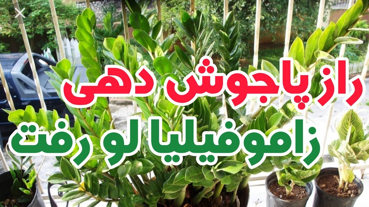 راز پاجوش دهی زاموفیلیا | چرا زاموفیلیا پاجوش نمیده | روش نگهداری زاموفیلیا