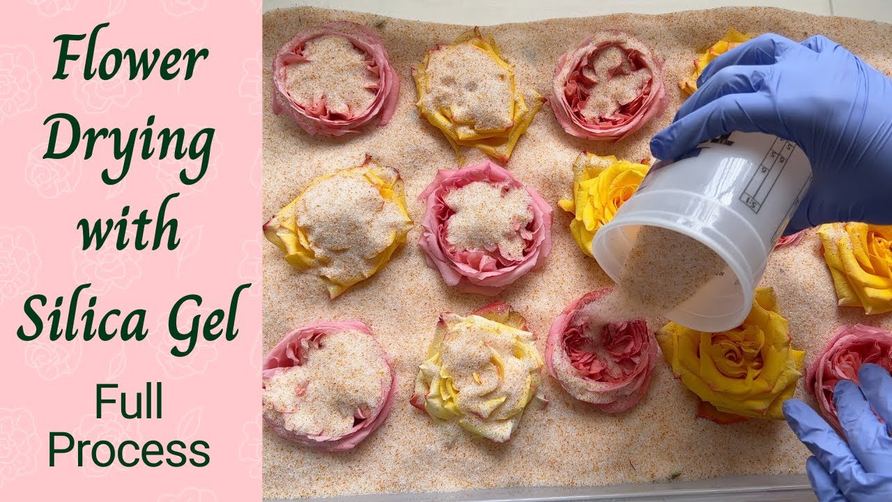 Flower Drying with Silica Gel - Drying Roses for Flower Preservation in Epoxy Resin Tutorial