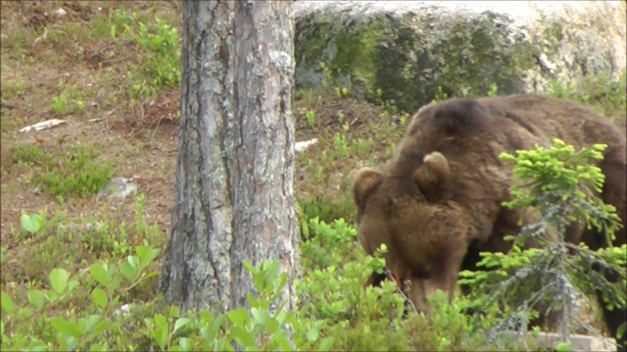 Bear & wolverine watching in central Sweden.
