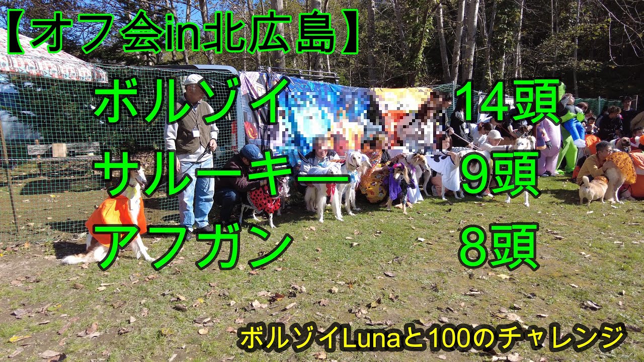 【025 アフガン、サルーキ、ボルゾイオフ会】in 北広島2024-10-13
