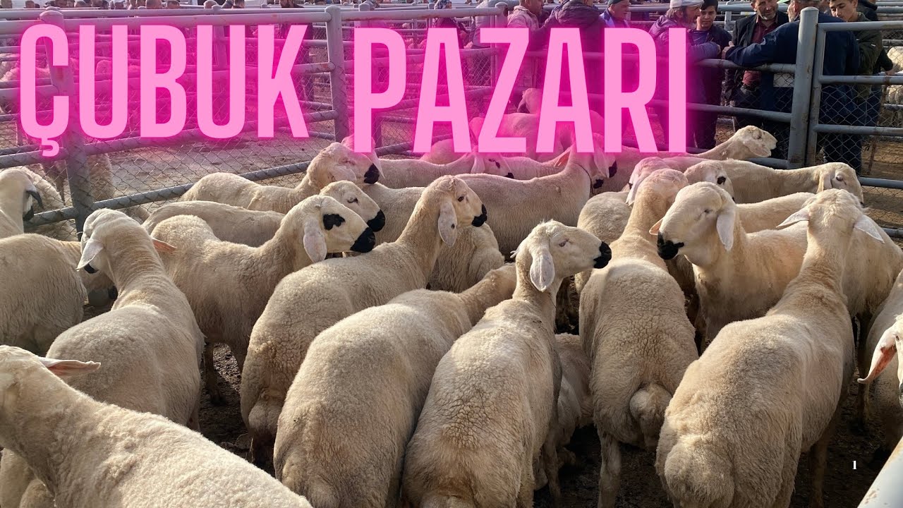 2025 KÜÇÜKBAŞ KURBANLIK FİYATLARI | ÇUBUK HAYVAN PAZARI 08.05.2025