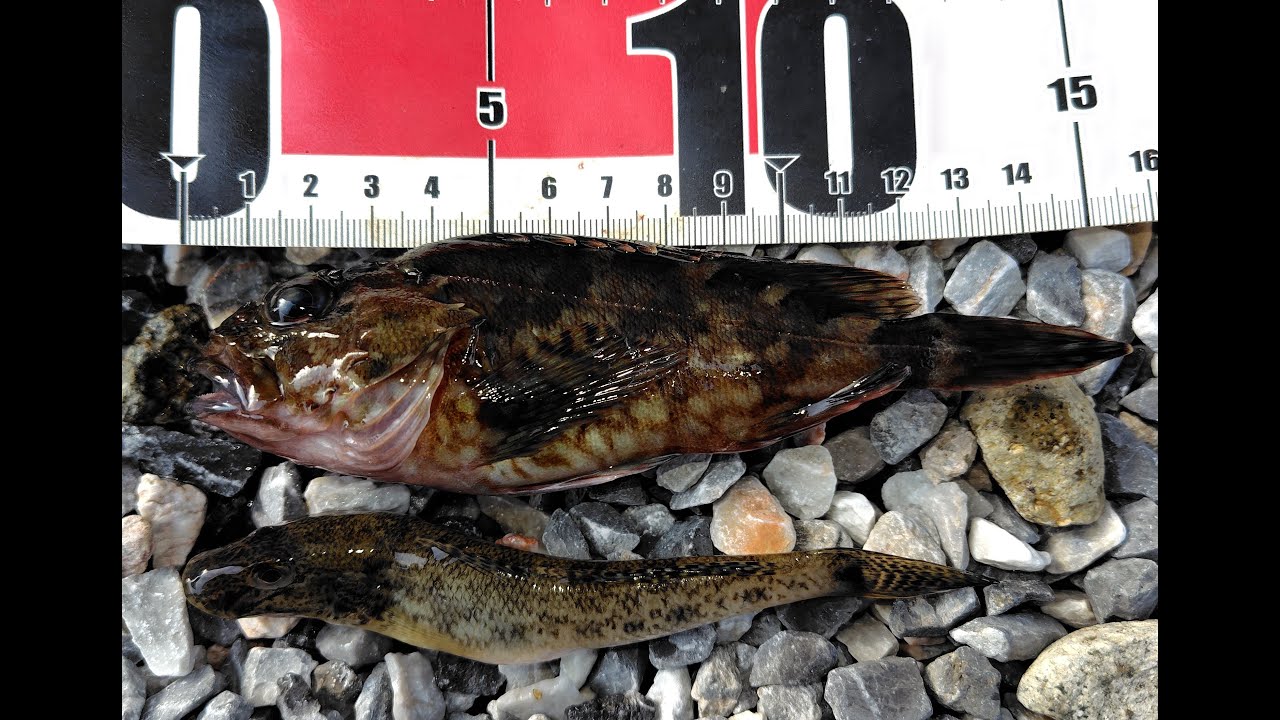 1月11日 四日市港（富洲原港）夜釣り カサゴ根魚釣り