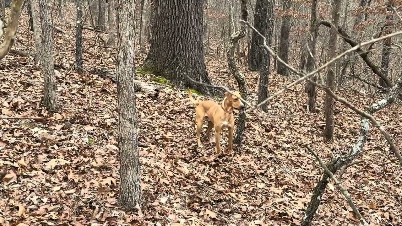 Squirrel Hunting With Dogs: Hunt Study February 9, 2025 Late Season Hunting and Trash Breaking