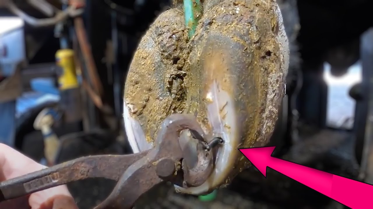 NAIL PULLED out of BULLS HOOF!
