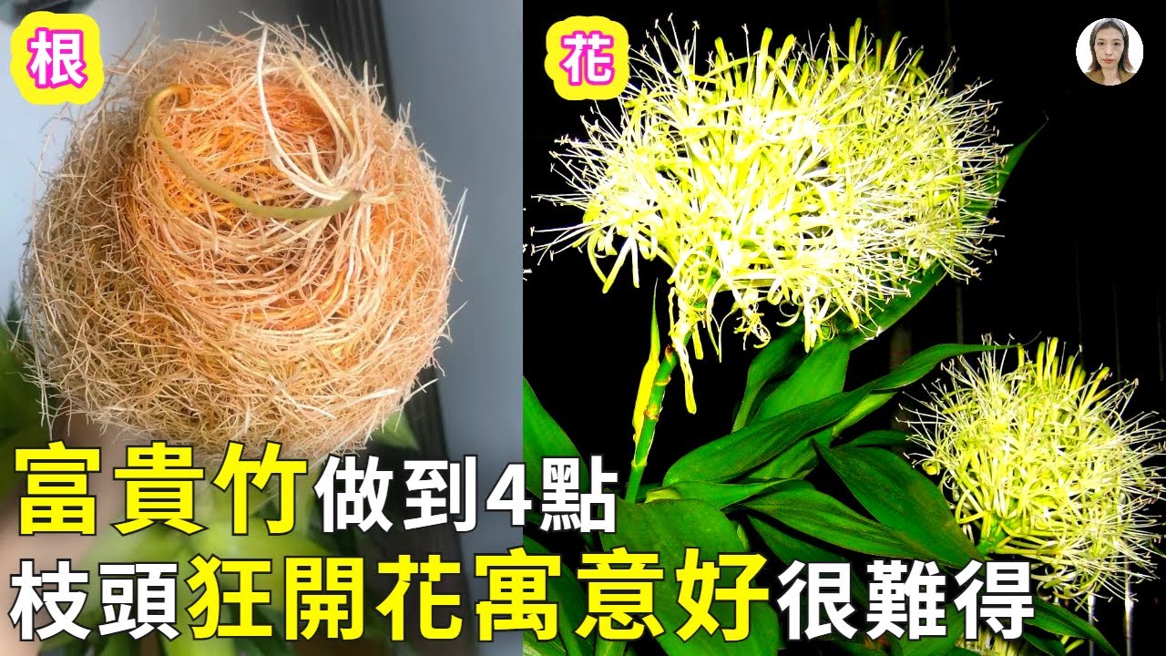 富贵竹养护，盆里加点维生素片，下面呼呼长根上面枝头狂开花，寓意好事发生非常难得|花花世界